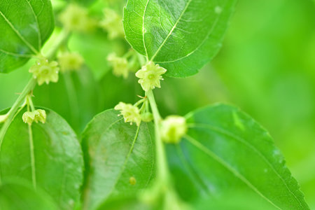 Jojoba blooming tree green healthy oil plant flowersの写真素材