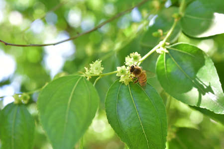 Jojoba blooming tree green healthy oil plant flowersの写真素材
