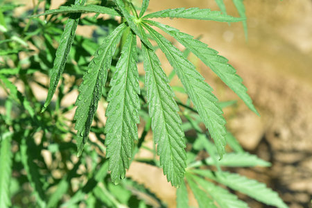 Industrial hemp agriculture green plant on the field