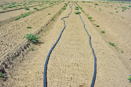 Drought in the fields in America weeds on dry soilの写真素材