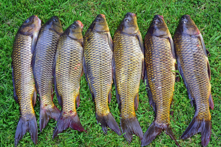 Big carp fish lies on the green grass by the lake