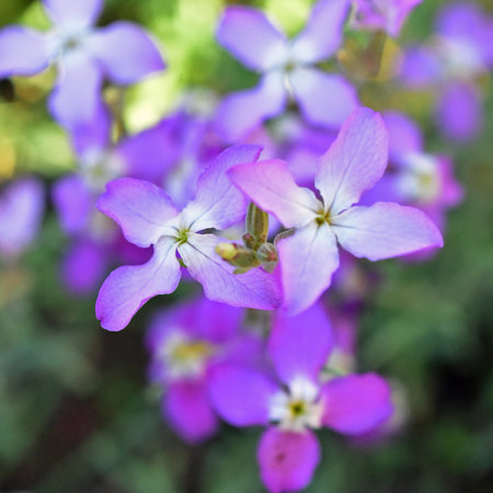 Night Scented Stock, Matthiola longipetala fragrant flower