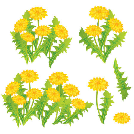 Dandelion design set, vector のイラスト素材