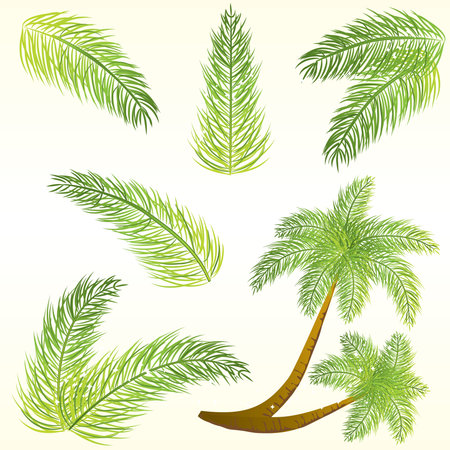 	Tropical palm leavesのイラスト素材