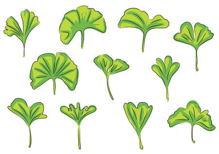 Ginkgo leafのイラスト素材