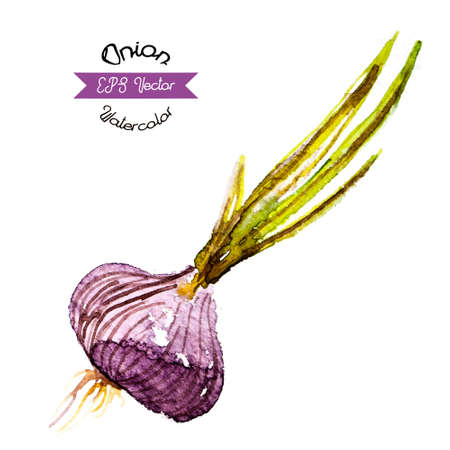 Organic onion watercolor vector illustrationのイラスト素材