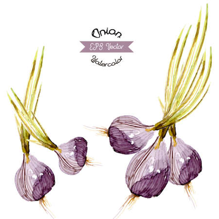 Organic onion, watercolor vector illustrationのイラスト素材
