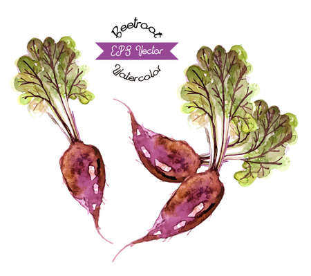 Organic beetroot, watercolor vector illustrationのイラスト素材