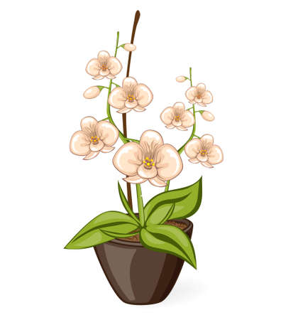 White cartoon phalaenpsis orchid flower in the pot. Vector illustrated isolated blooming ochidea flower.のイラスト素材
