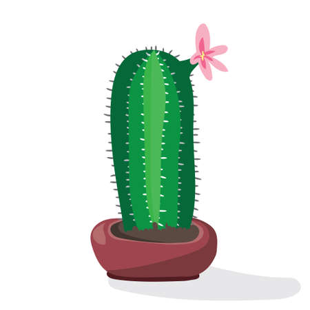 Cartoon cactus desert. Flat vector illustration. Green blooming cactus on white background. Decorative home plantのイラスト素材