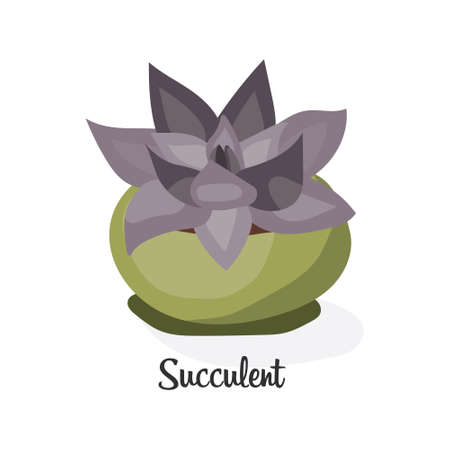 Succulent plant in pot. Flat vector illustration on white background. Decorative home plant with large purple leaves.のイラスト素材