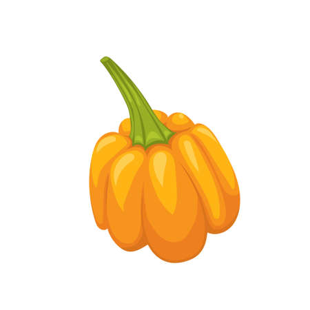 Orange haloween pumpkin. Simple vector illustration. White isolated.のイラスト素材