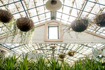 Greenhouse glass ceiling with hanging flower pots