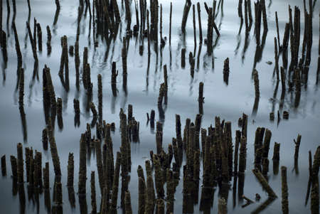 Dry stems on a lake shore reflected on a water surface.の写真素材