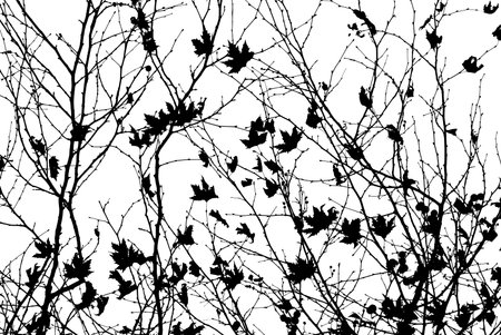 Leafless tree blanches in black and white. Dramatic forest background.の写真素材