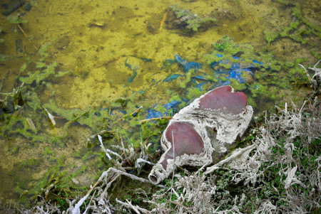 A puddle with green moss and garbage in a polluted area.