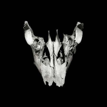 Square image of a skull isolated on black. Skull of a cow in black and white.の写真素材