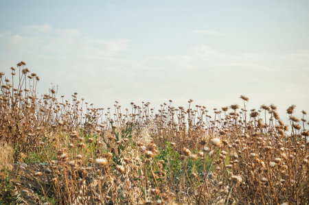 Wild plant in a meadow. Thorny weeds background.
