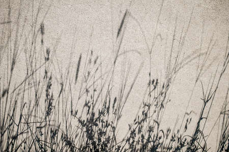 Concrete surface with grass shadowの写真素材