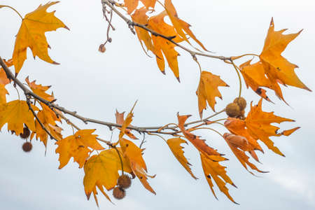 Maple tree branch with orange leaves. Autumn impressions.の写真素材