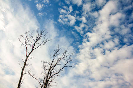 Ground view of a leafless tree against the sky.の写真素材