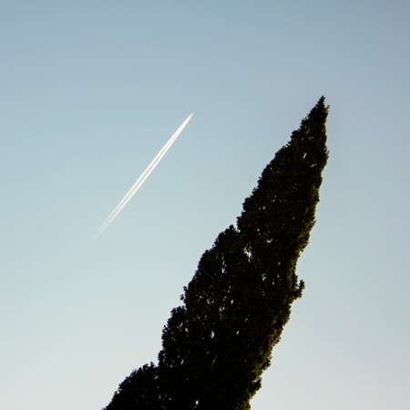 A tree and a airplane in the skyの写真素材