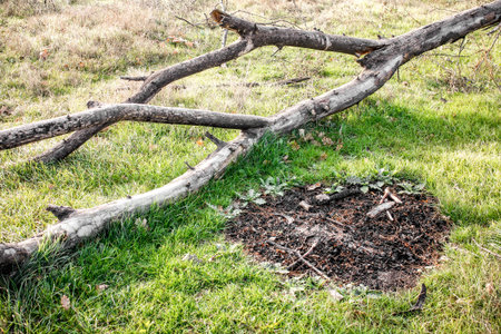 Fallen tree and ash on the grass