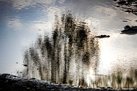 Abstract blurry background with a tree silhouette. Tree reflected in a puddle.