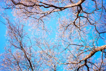 Leafless tree branches view from the ground.の写真素材