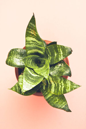 Decorative home plant in a brown plastic pot under the bright light on pink background. Home plant with beautiful green leaves.の写真素材