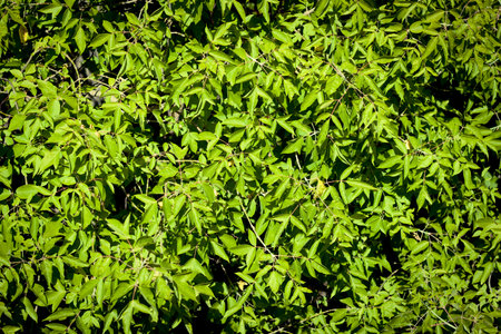 Beautiful green foliage background. Green leaves texture.の写真素材