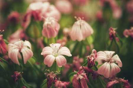Close up image of dry flowers. Minimalist flower background.の写真素材