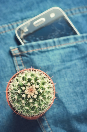Minimal concept layout a cactus on blurred jeans trousers.