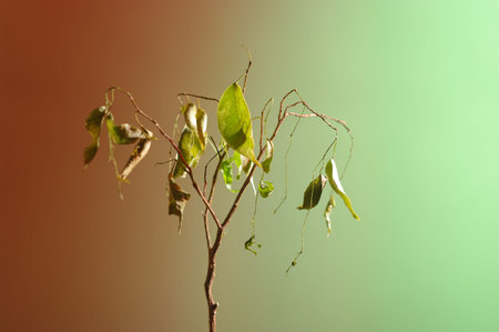 Dying home plant on green and red background. Minimal still life image of a dead plant.の写真素材
