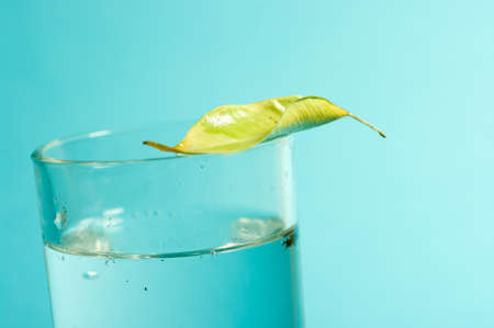 A leaf lying on a glass of water on blue background.の写真素材