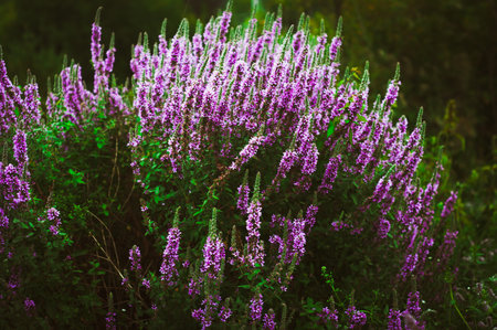 Beautiful wild purple flowers.