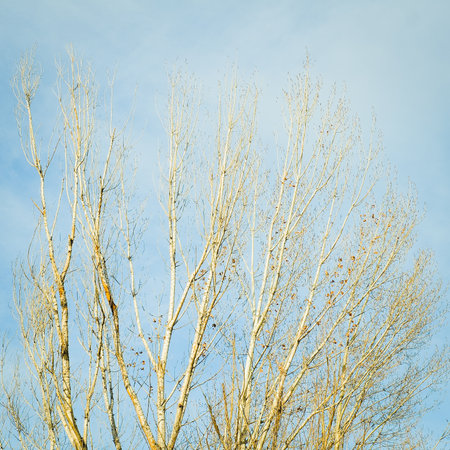 Leafless trees background. Group of trees under the bright sunlight.の写真素材