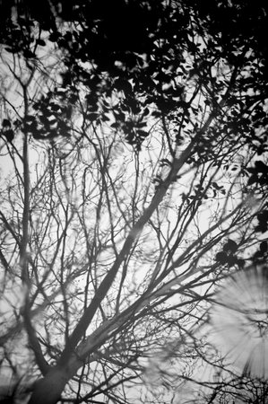 Monochrome blurry image of a tree reflected in water. Puddle with tree reflection.