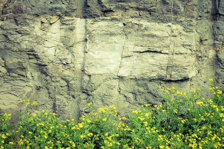 Rocky stone background with yellow spring flowers.の写真素材