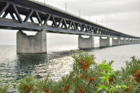 Close up image of a green plant with blurry view of Oresund Bridge.