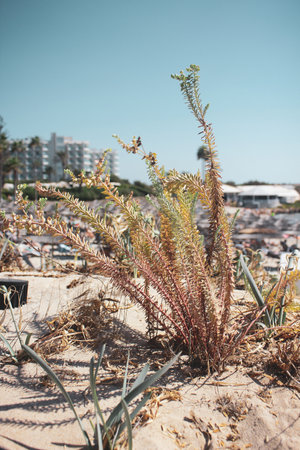 Wild plant growing on Nissi Beachの写真素材