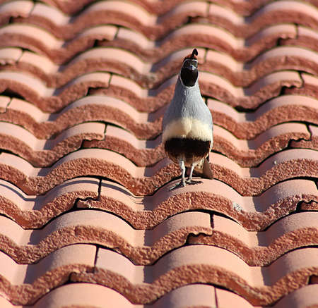 A male quail stands on a red roof in Arizona.の写真素材