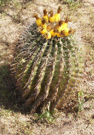 A blooming barrel cactus growing in the desert in Arizona.の写真素材