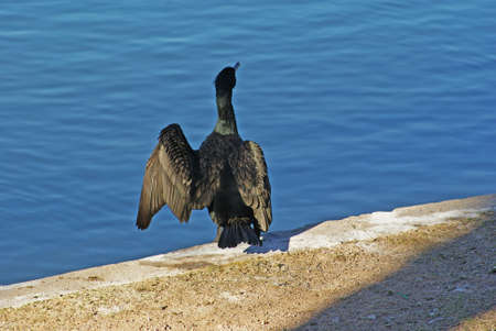 A black cormorant drying its wings.の写真素材
