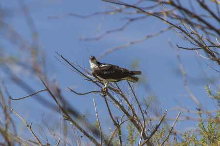 Osprey standing on a branch