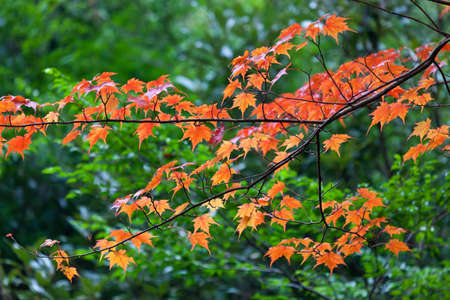 Autumn season in Japanの写真素材