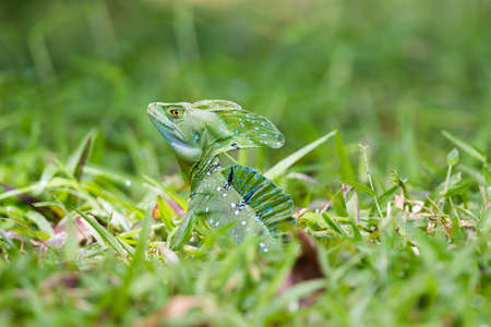 Close-up Head of Reptile, Young Green Iguana in a grass meadow in Costa Ricaの写真素材