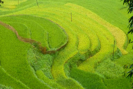 Rice fields in the Sapa mountain region, Vietnamの写真素材