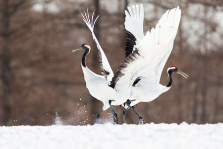 Japanese red head Tancho cranes in Hokkaido, Japanの写真素材