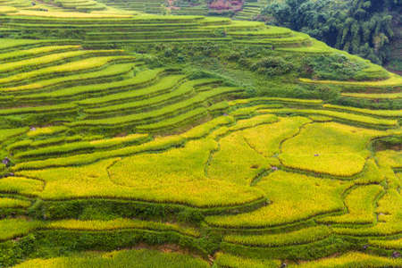 Rice fields Mu Cang Chai, Vietnamの写真素材